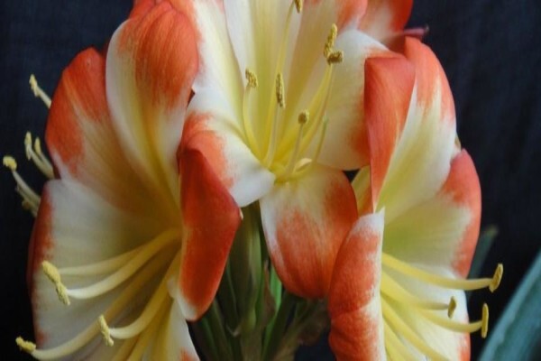 Clivia Kingdom