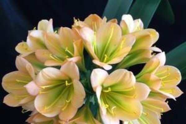 Clivia Kingdom