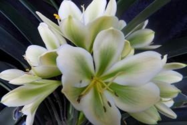 Clivia Kingdom