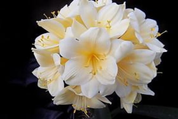 Clivia Kingdom