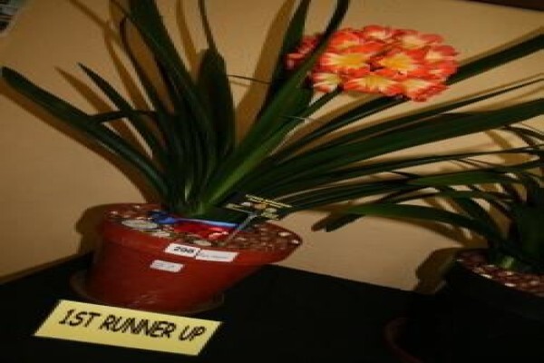 Clivia Kingdom