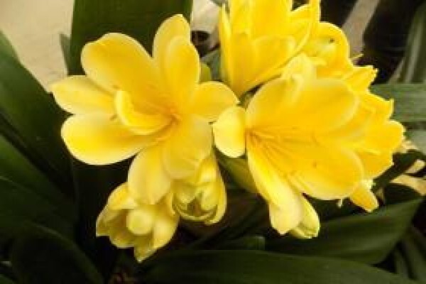Clivia Kingdom
