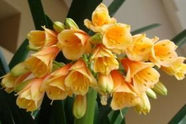 Clivia Kingdom