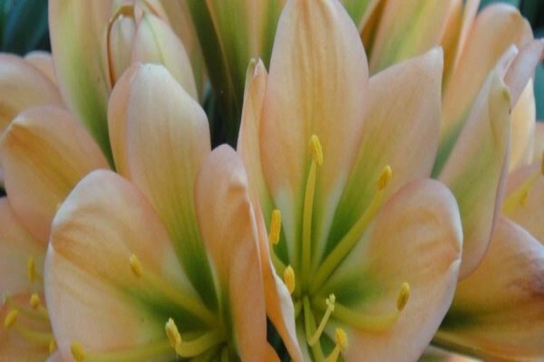Clivia Kingdom