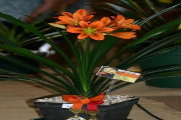 Clivia Kingdom