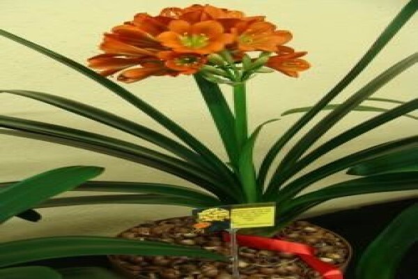 Clivia Kingdom