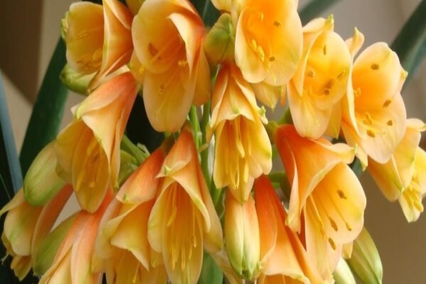 Clivia Kingdom