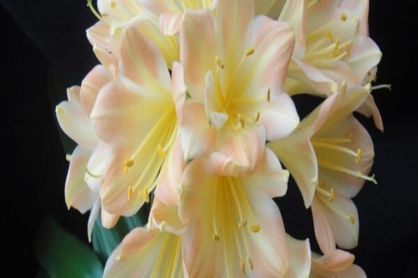 Clivia Kingdom