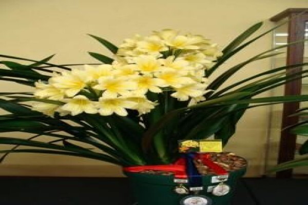 Clivia Kingdom