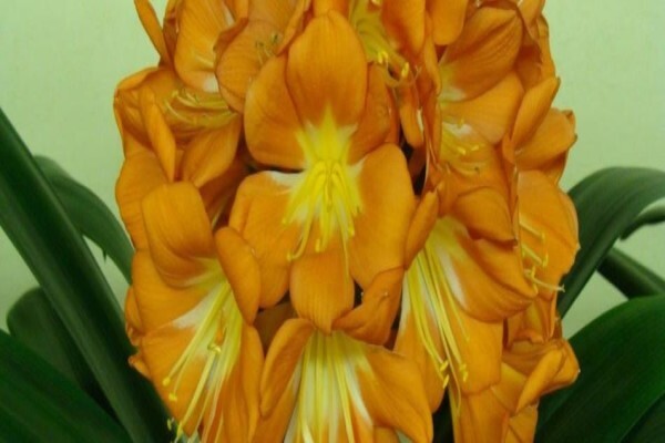 Clivia Kingdom
