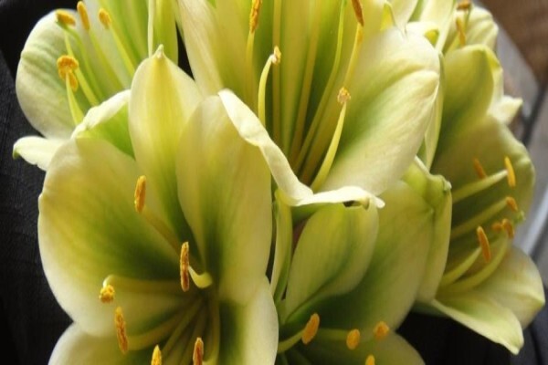 Clivia Kingdom