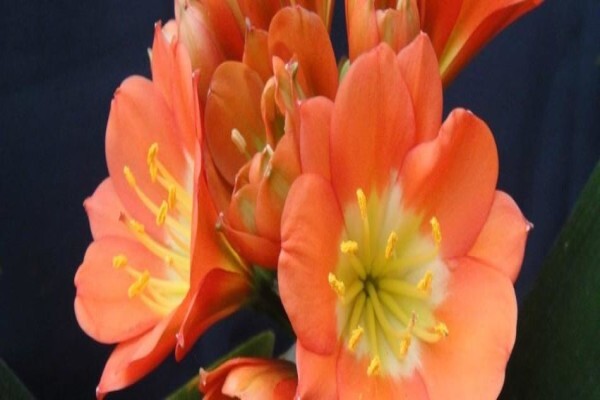 Clivia Kingdom