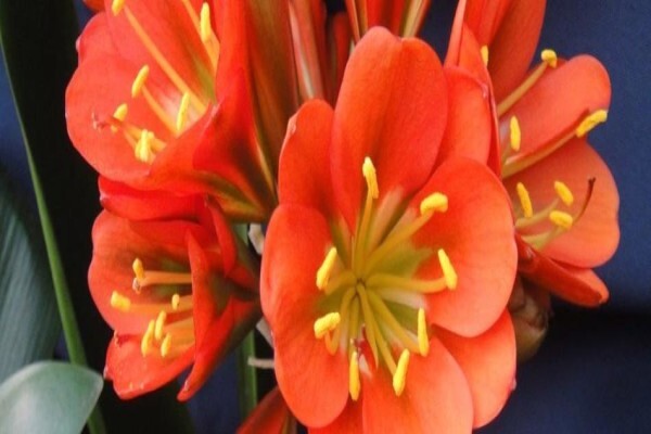 Clivia Kingdom