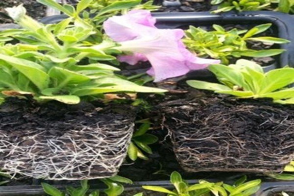 Mdseedlings