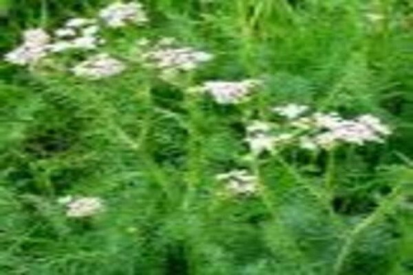 Mdseedlings