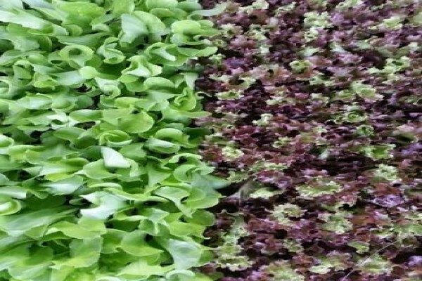 Mdseedlings