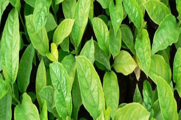 Mdseedlings