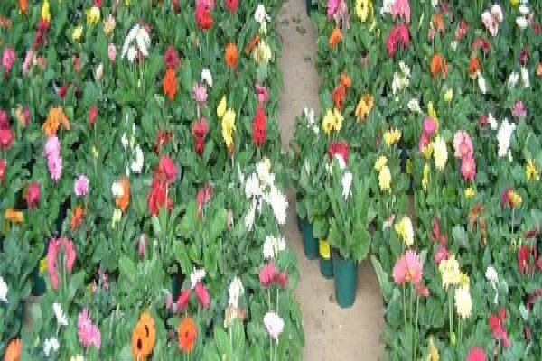 Mdseedlings
