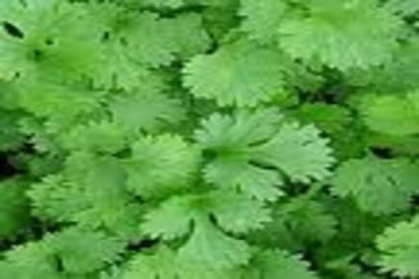 Mdseedlings