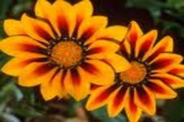 Mdseedlings