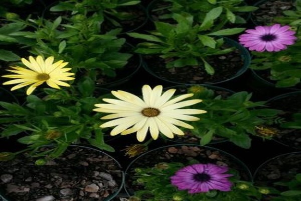 Mdseedlings