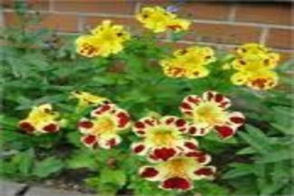Mdseedlings