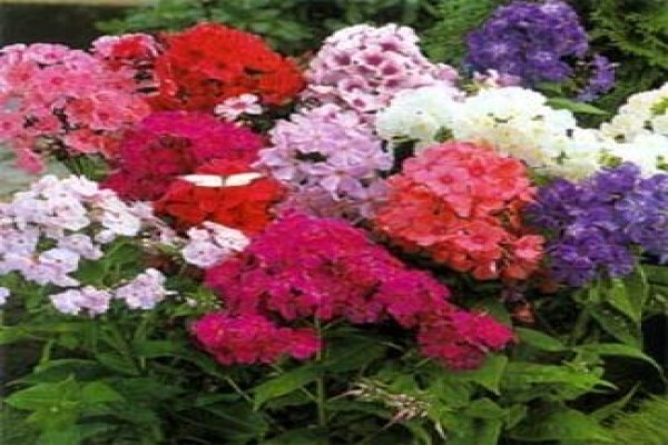 Mdseedlings