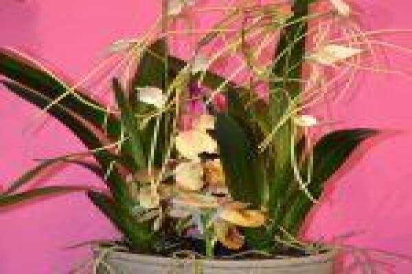 Silk Rentals