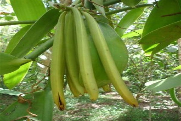 Vanilla Man