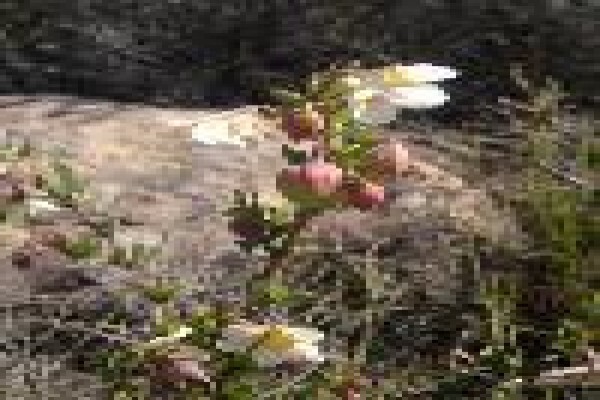 Januariesfontein