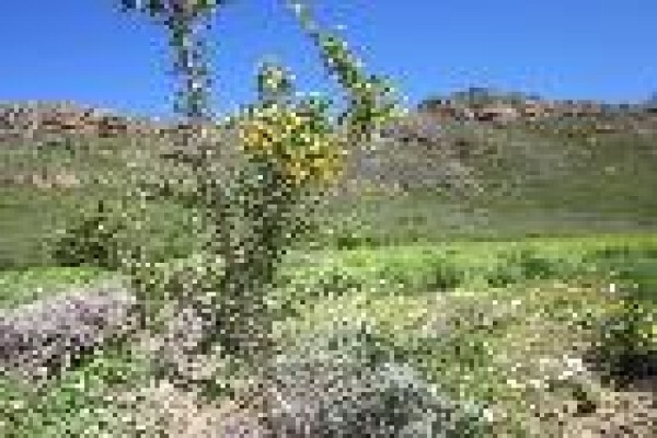 Januariesfontein