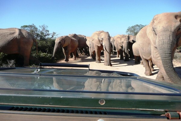 African Welcome Safaris