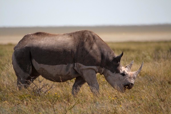 African Welcome Safaris
