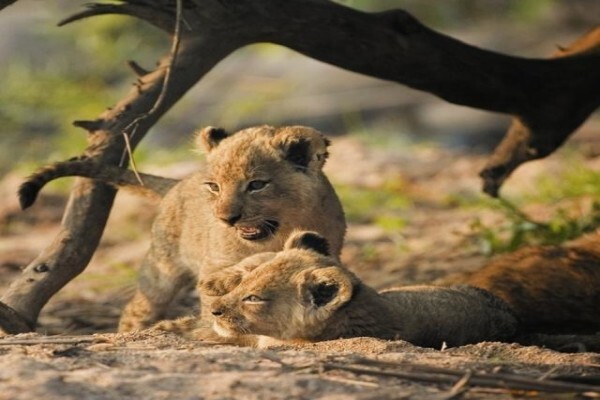 African Welcome Safaris
