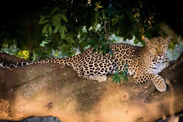 African Welcome Safaris