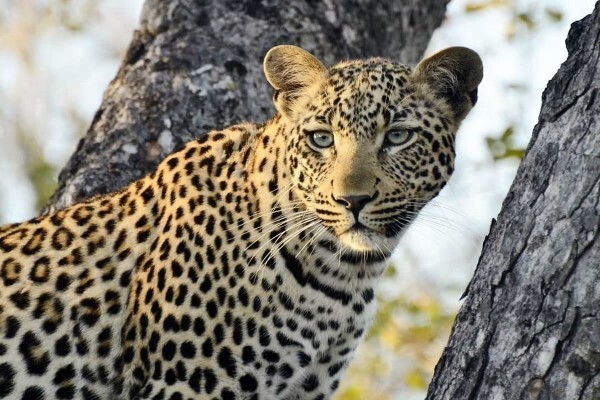 African Welcome Safaris
