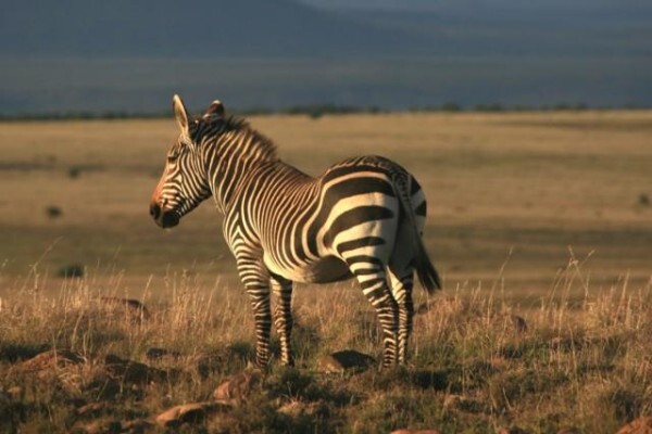 Karoo Connections
