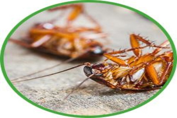 Camperdown Environmental Services