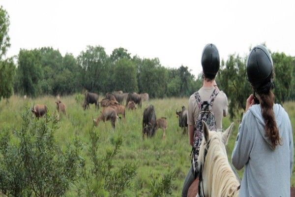 Harties Horse Trail Safaris
