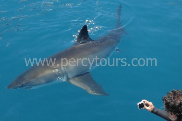 Hermanus Activities, Tours And Adventures