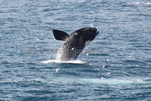 Hermanus Activities, Tours And Adventures