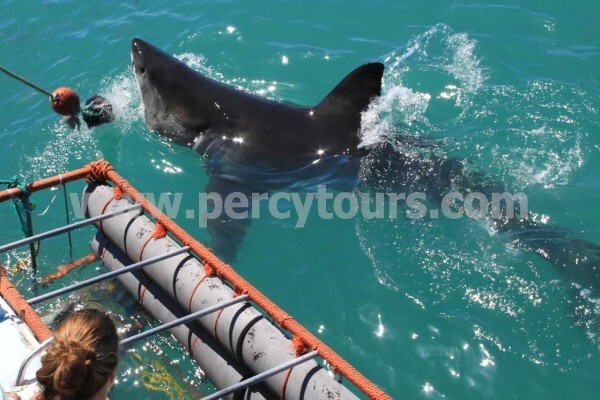Hermanus Activities, Tours And Adventures