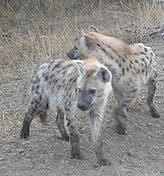 Africa Explore Tours & Safaris