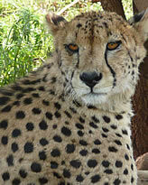 Africa Explore Tours & Safaris