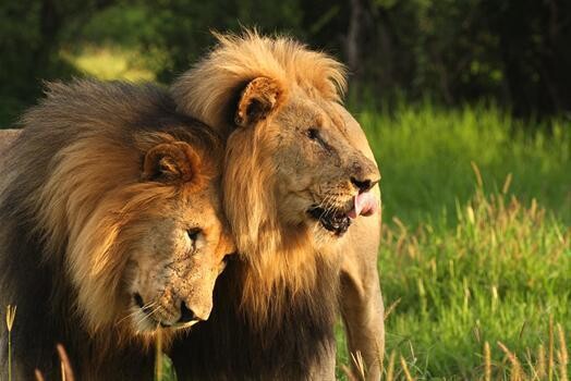 African Travel Gateway