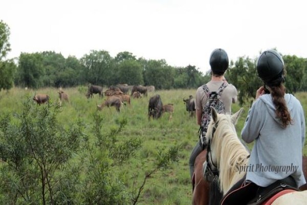 Harties Horse Trail Safaris