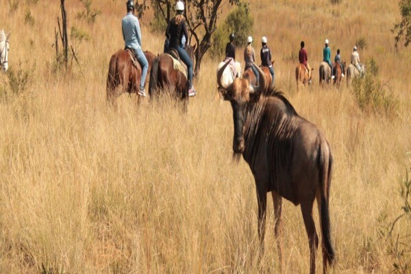 Harties Horse Trail Safaris