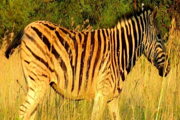 Harties Horse Trail Safaris
