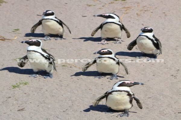 Hermanus Activities, Tours And Adventures