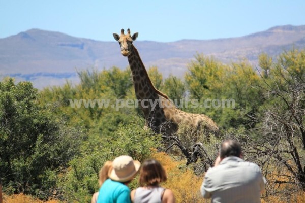 Hermanus Activities, Tours And Adventures